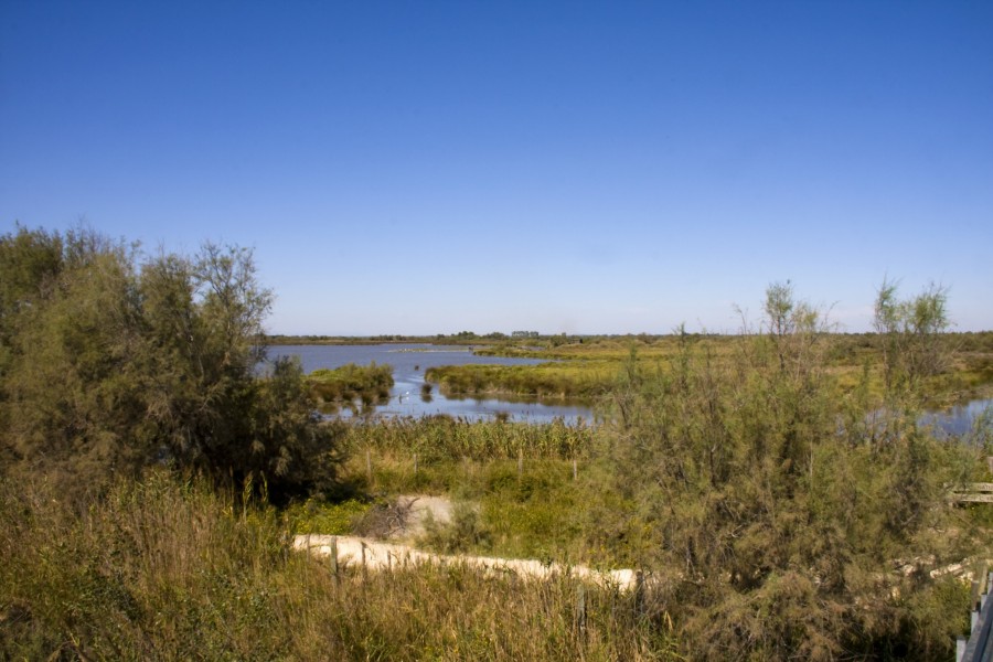 Comment organiser un week-end en Camargue ?