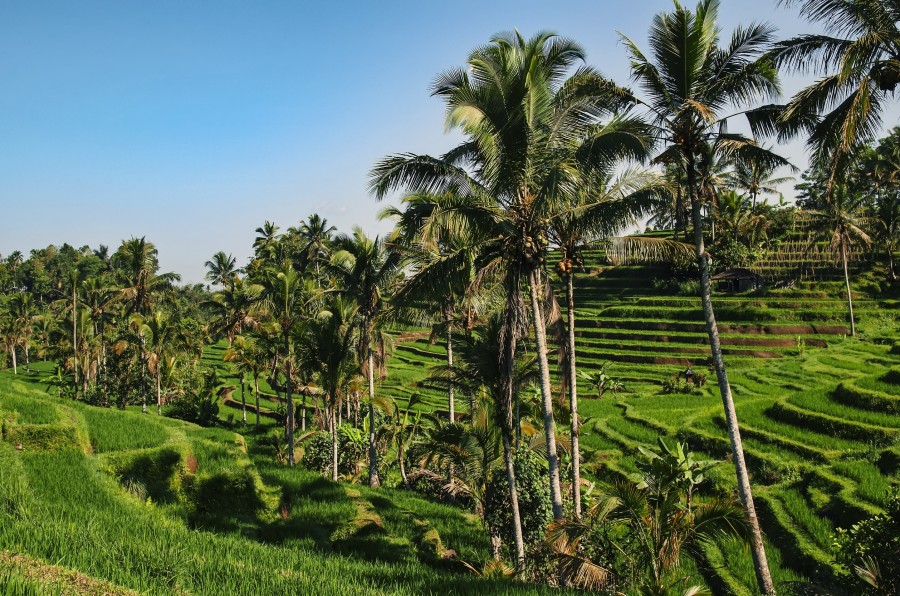 Comment se rendre à Bali