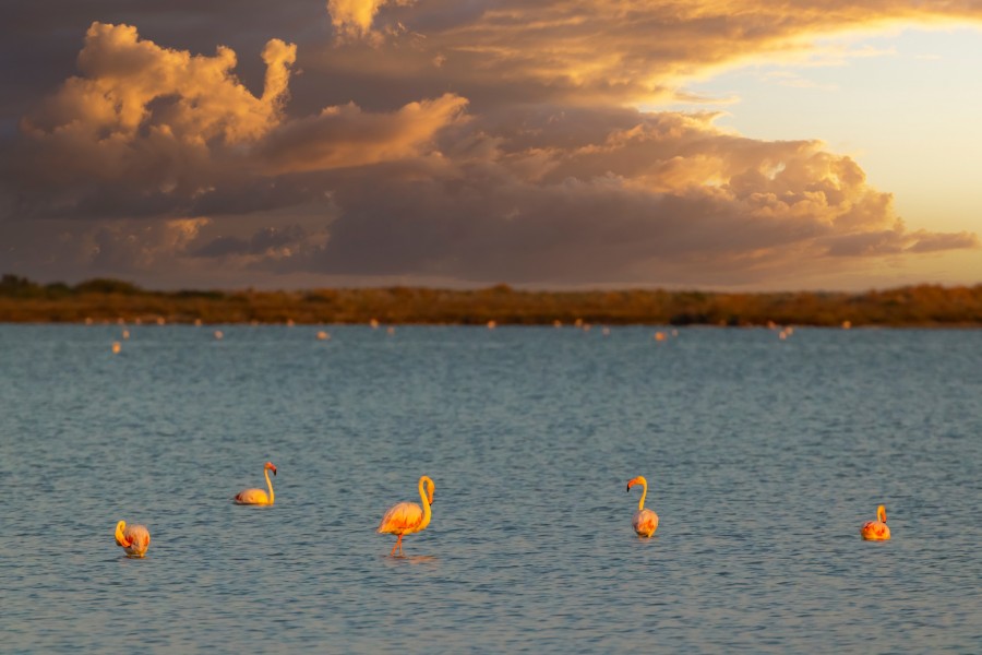 Découvrir la Camargue le temps d'un weekend : Expérience inoubliable